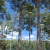 Southern Forests