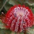 Banksia