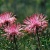 Local Wildflowers