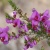 Local Wildflowers