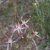 Spider Orchids