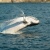 Humpback in the sound