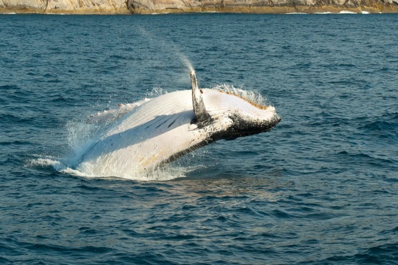 Humpback in the sound