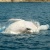 Lazy Humpback